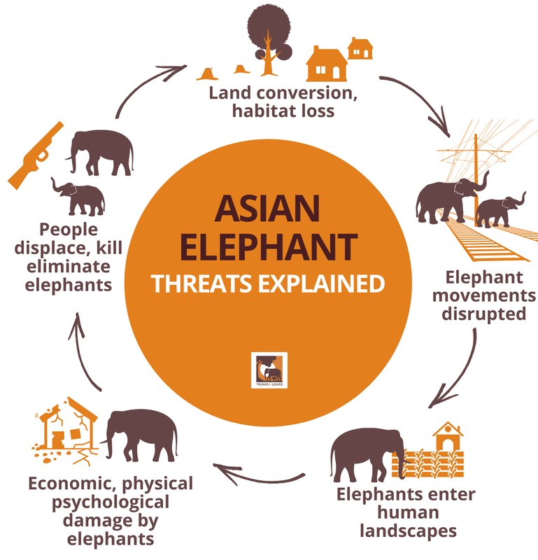 Threats to Asian elephants.