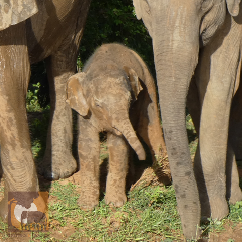 Baby elephant Fiona