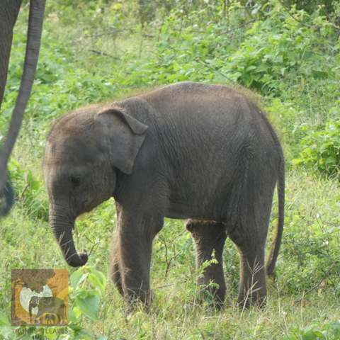 Baby elephant Farina