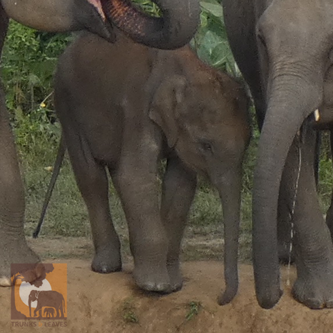 Baby elephant Forrest