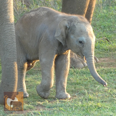 Baby elephant Gayan