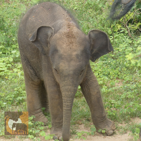 Baby elephant Naveen