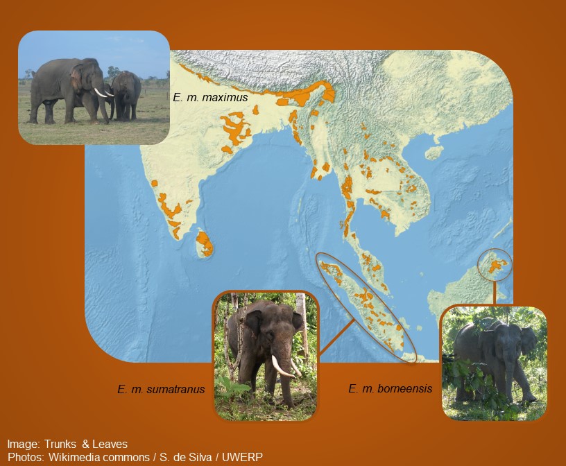 Asian elephant subspecies.